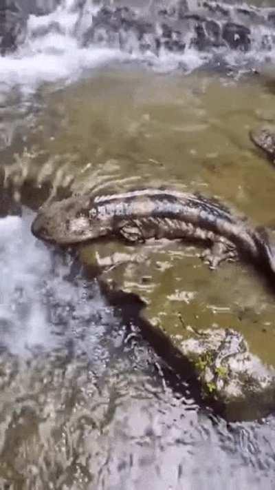 I changed my mind about swimming in that river