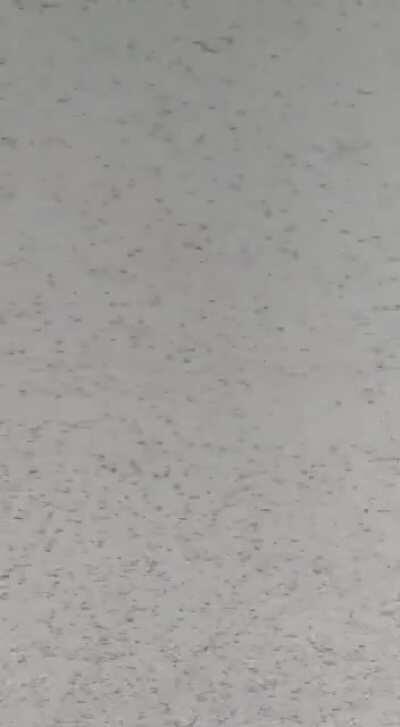 Locusts attack in Jaipur, India 2020 25-05-20, they are destroying crops