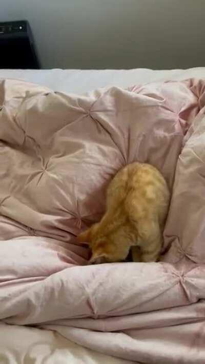 🍭 and his tail are at it again!