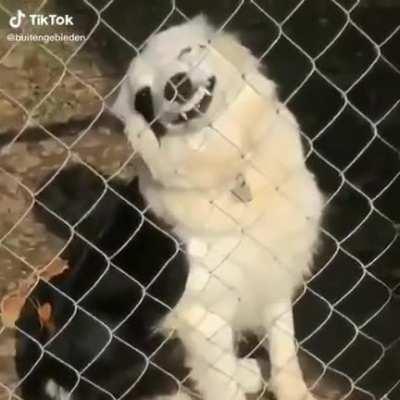 Beware of the dog!!!