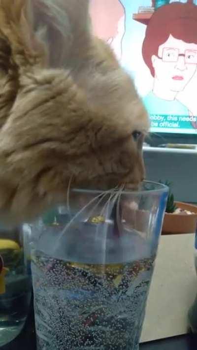 Do hydro kitties count?