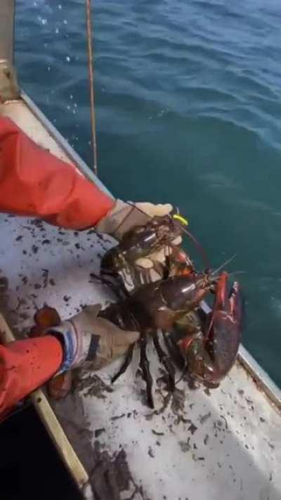 Real life Larry the lobster