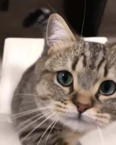 please sir may i have some pets