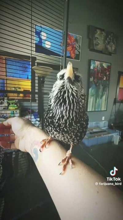 Just after :30 you hear what sounds like an OG JP velociraptor