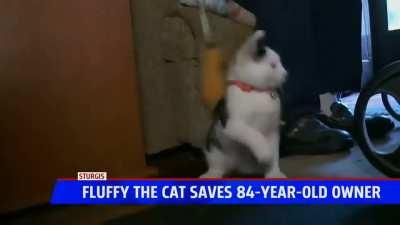 fluffy saves owner's life 😻