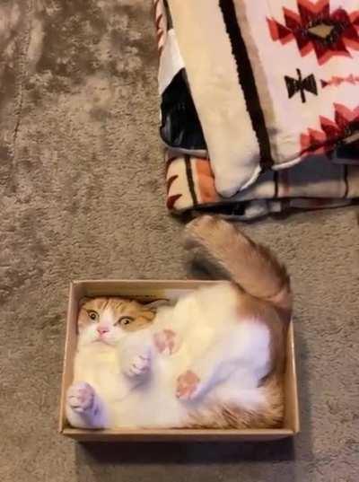 Cat in a box