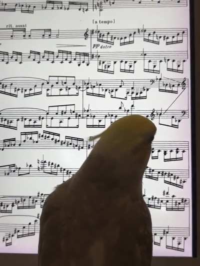 Greedy chicken eating digital sheet music pt. 2