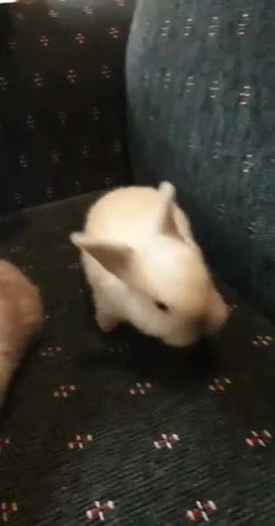 Baby Bunnies are the cutest thing ever. So glad to be on this journey for the first time.