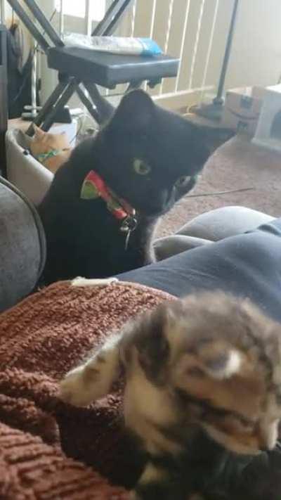 My cat Chauncey is fascinated by our foster baby, Chipolte