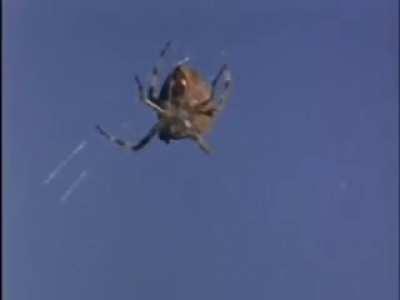 Spiders on drugs - One of Canada's greatest contributions to the world.