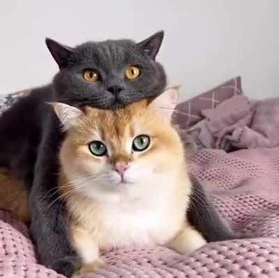 Guess I can't leave then.