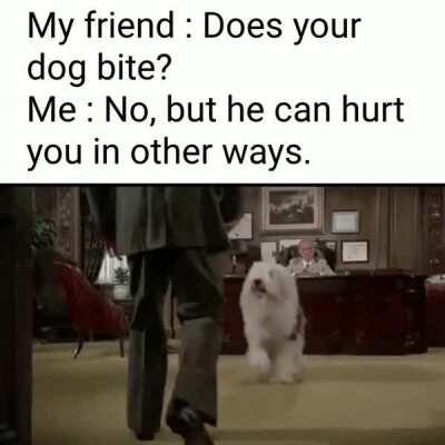 Please do not the dog.