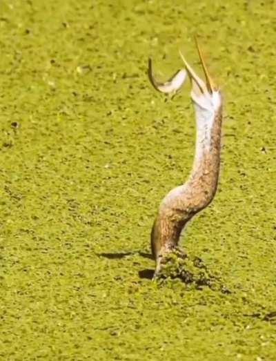 Fish from Tom Cruises pond 