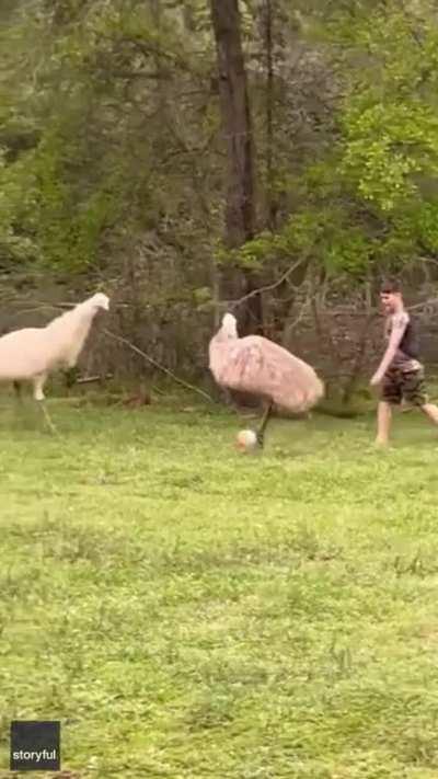Soccer with emus