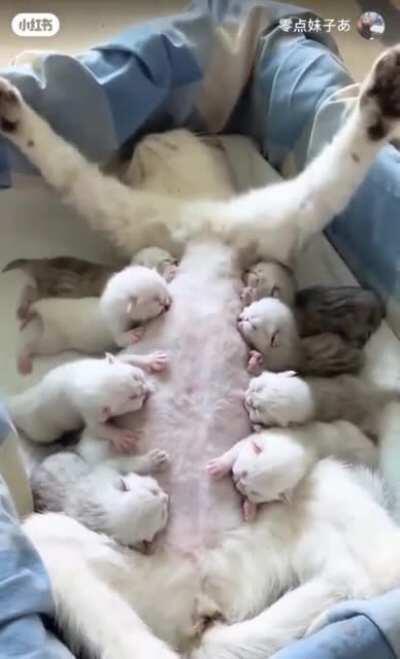 Mommy taking care of her babies