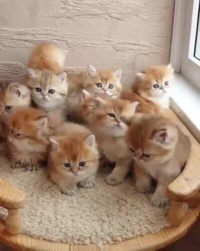 Cute and adorable kittens