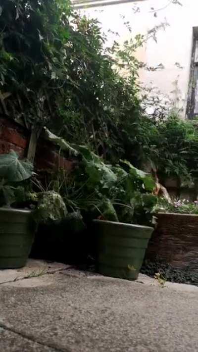 Hollyhocks after a big drink!