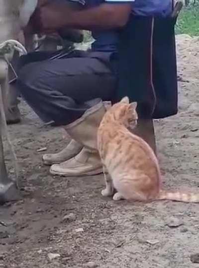 Dad, Dad, can I have some?