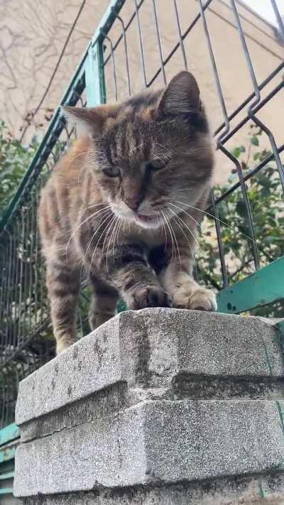 Saw this kitty on my way to work, turn sound on.