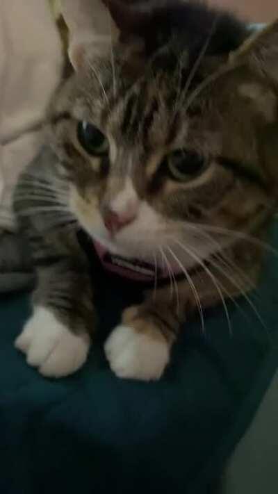 Ruby has a lot to say about the straight jacket (harness) I’m making her wear