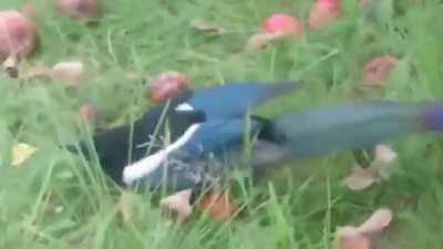 magpie binged on fermenting apples causing it to get drunk