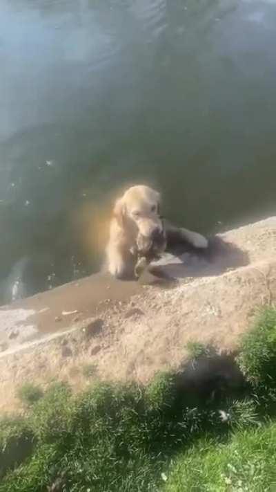 the apology kisses, She’s like: “I’m just retrieving baby”