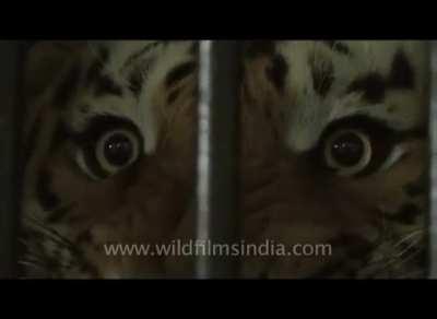 Man-Eating Tiger roaring after its capture: It killed a woman cutting grass, but the cat was sent to live in an Indian Zoo rather than put down.