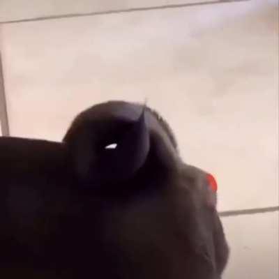 Thanks, I hate dog butt holes