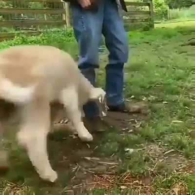 Want to 💖play with this 🐮cutie?