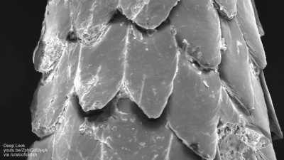 How porcupines release their razor-sharp quills on contact