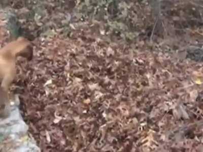 HMJB while I fall to the void