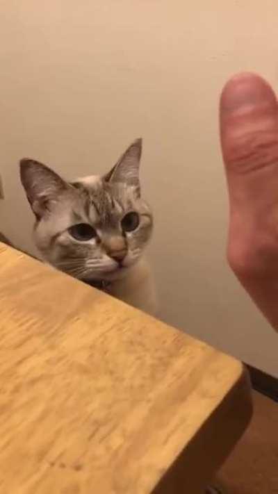 Um vídeo para alegrar o seu dia, e fazer você esquecer o compromisso que você precisa fazer