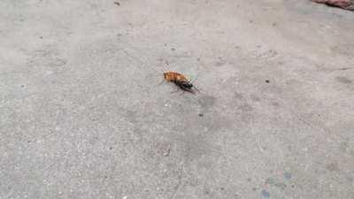 Emerald Cockroach Wasp chases down a Cockroach to paralyze it and inject her eggs