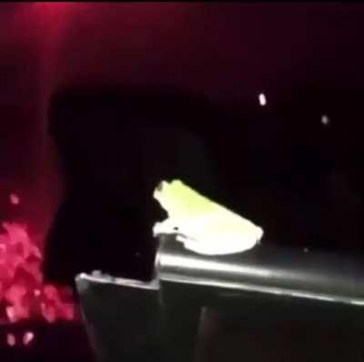 day 3 of posting a frog watching fireworks until he shows us his frogs