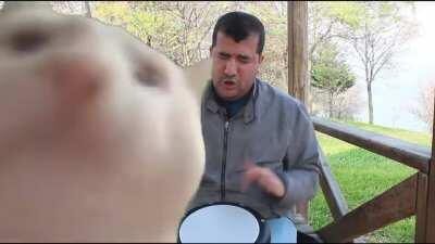 Cat vibin to Tunak Tunak Tun by Bilal Göregen