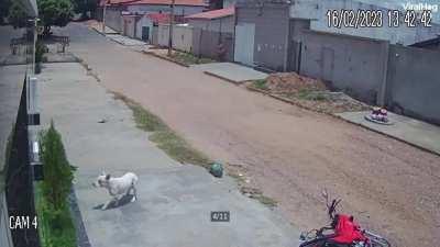 To peacefully leave the house