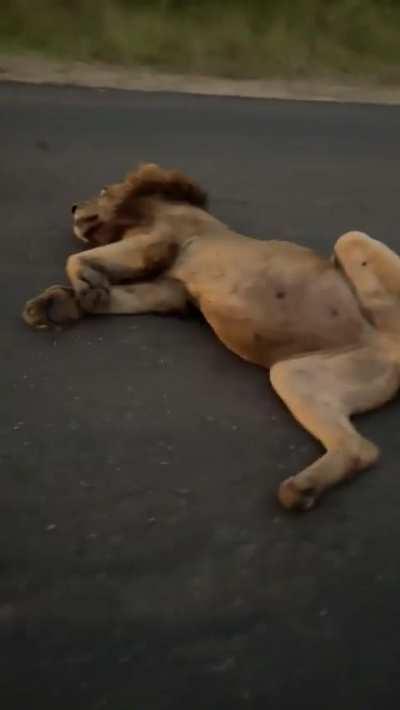 🔥 Lion has a food coma after gorging on a large meal for days 😴 - South Africa