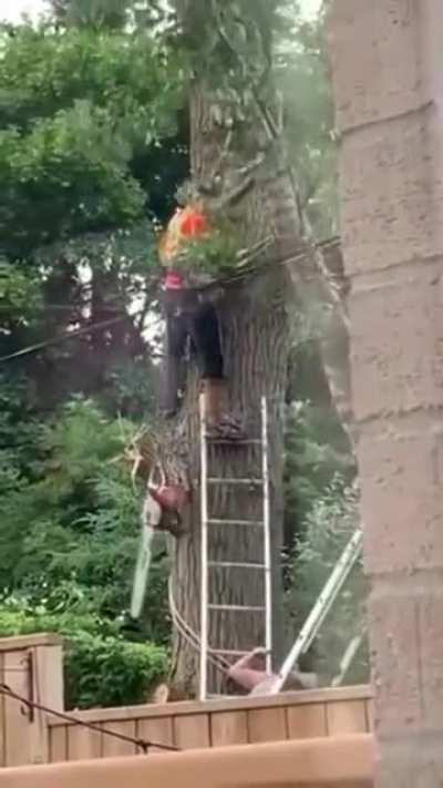 How to cut down a tree