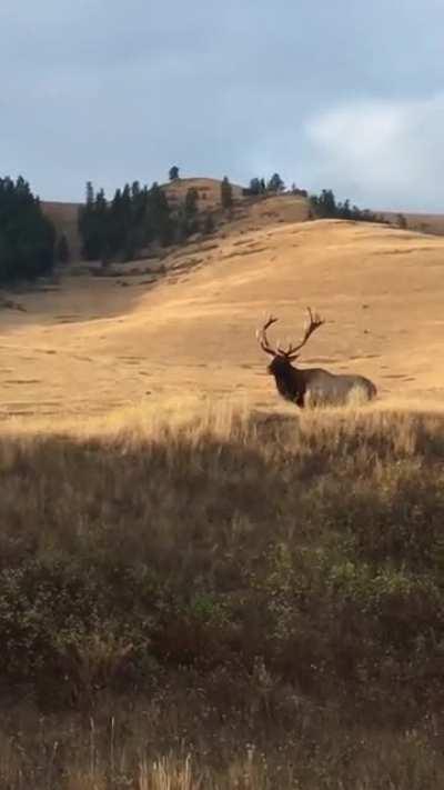 Montana Elk