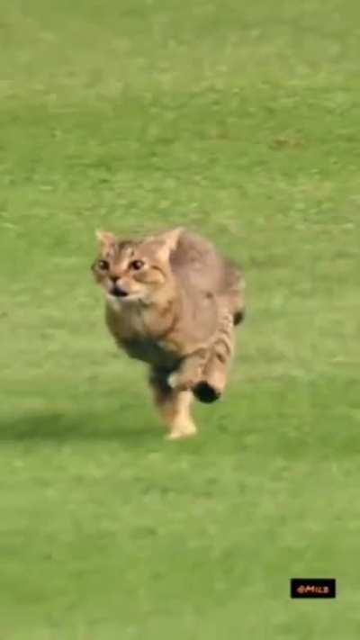 This cat having the wildest zoomies of his life!