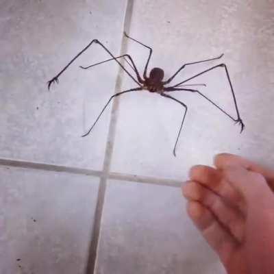 Thanks, I hate whip scorpion