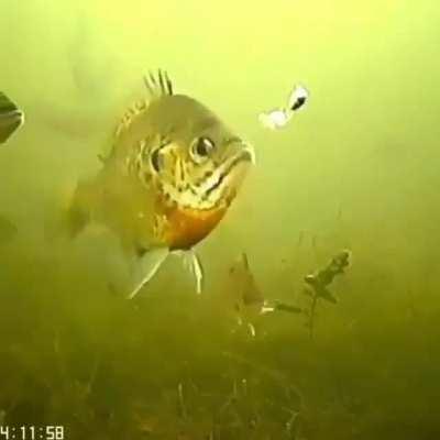 My fishermen need me!