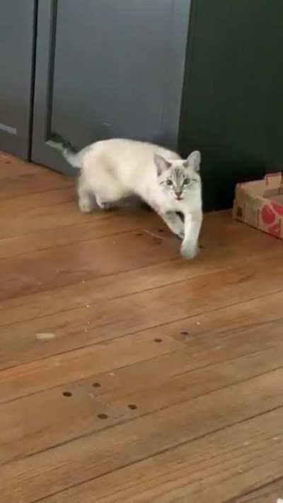 Beans is very squeaky