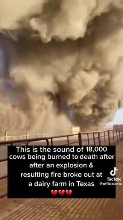 18000 cows burning