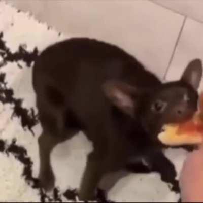 Reason this was created.