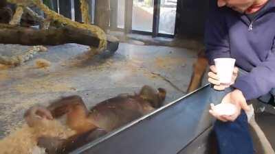 The orangutan is so happy