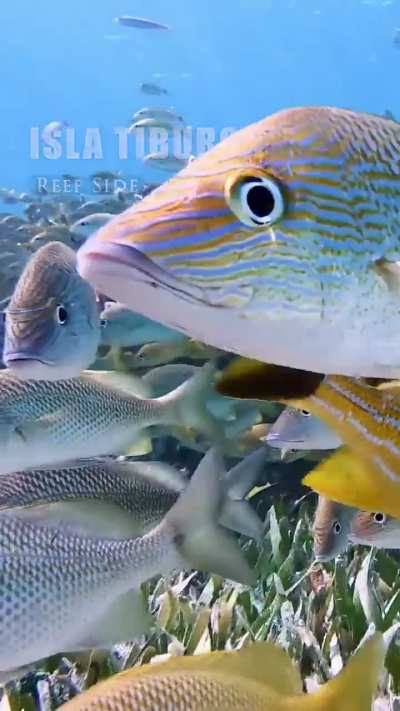 Beautiful Caribbean fish, Isla Mujeres