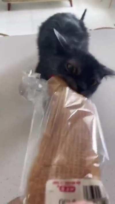 Cat not helping with the shopping