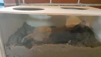 He blends in well with the sand