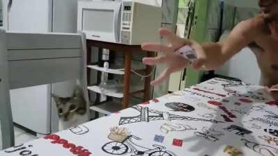Card tricks for cats